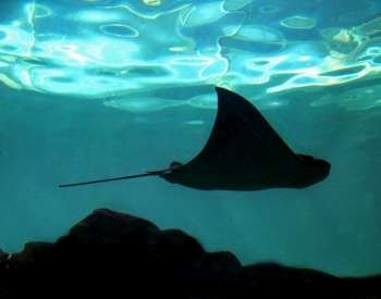 A stingray as a silhouette swimming through the water. 
