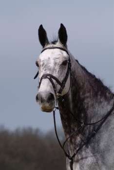 A grey horse