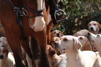 Foxhounds and a horse