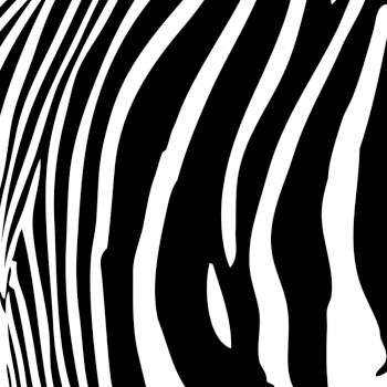 Zebra stripes pattern in black and white that works great as a background. 