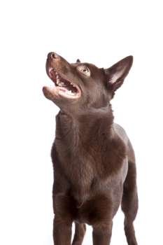 Isolated cute and funny australian kelpie dog over white background 