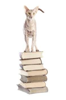 Short haired cat on the book pile 