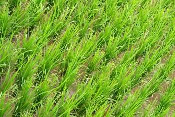 It is a green new rice land background. 