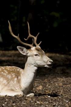 White Tail Deer Buck 