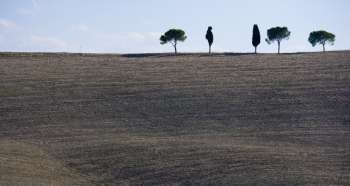 cypress trees on the hill top - typical tuscan landscape 