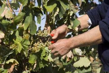 Harvester hands cutting grapes 