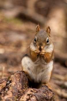 American red squirrel eating seed 