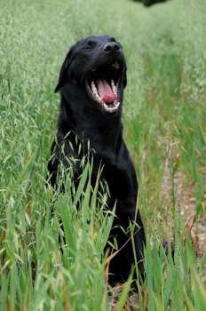 Black labrador sitting in a field of oats - yawning