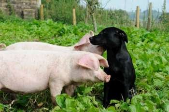 Two pigs and a black labrador