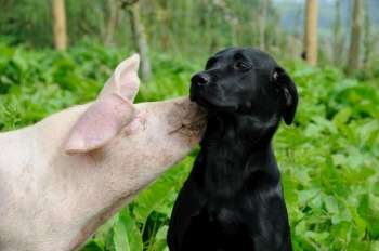 Pig giving a black labrador a kiss