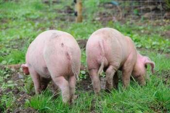 Two weaners