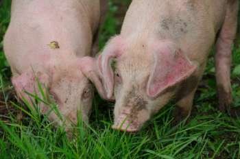 Two young pigs eating grass