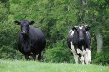 Two dairy cows