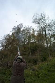 Man shooting grouse, Berwickshire, Scotland