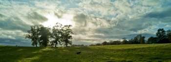 Hunting dog in field, Berwickshire, Scotland