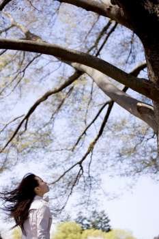 Japanese young woman gazing a big tree