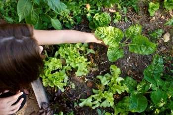 A stock photograph of a young girls adventure in the garden learning how to grow her own food.