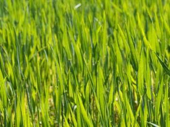 Close up of a fresh green young wheat field at spring