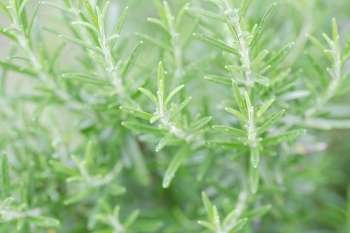 Green spiny plant