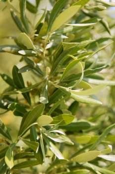 Olive tree field in Spain, macro close up