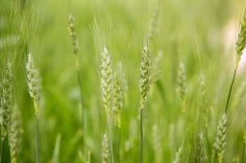 Oat Sativa cereal green field