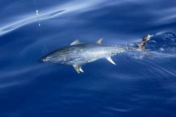 Blue fin tuna Mediterranean big game fishing and release 