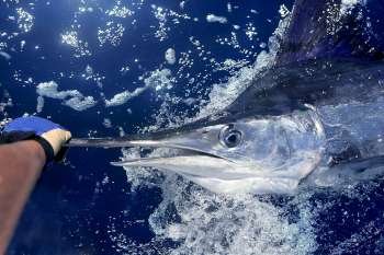 Atlantic white marlin big game sport fishing over blue ocean saltwater