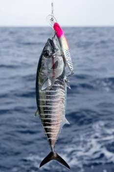 Blue fin bluefin tuna catch and release on Mediterranean