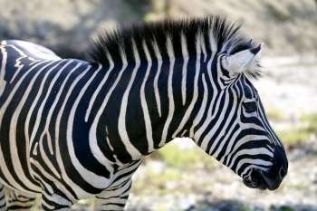 Beautiful african Zebra outdoor striped skin horse