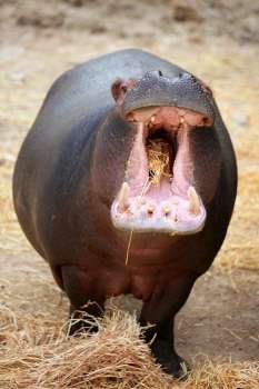 Hippo hippopotamus angry with the camera 