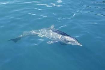 Clever dolphin swimming in blue swimming in blue turquoise water, beauty