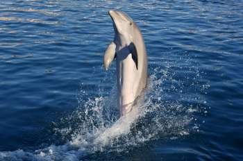 Dolphin acrobacy during dolphins show in Caribbean sea, nature