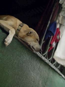 Close-up of a dog lying on a window, Old Panama, Panama City, Panama