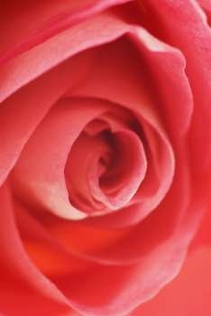 Close-up of a red rose