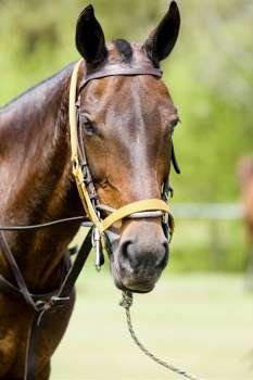 Close-up of a horse wearing a bridle