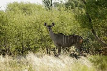 Female kudu (Tragelaphus strepsiceros) in a forest, Okavango Delta, Botswana