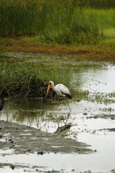 Yellow-Billed stork (Mycteria ibis) walking in water, Okavango Delta, Botswana
