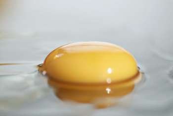 Close-up of an egg yolk
