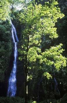Waterfall in a forest, Hawaii, USA