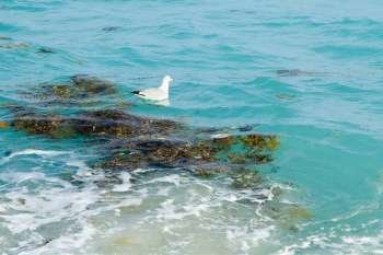 Seagull swimming in the sea
