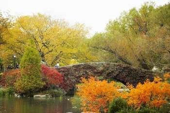 Trees around a footbridge, Central Park, Manhattan, New York City, New York State, USA