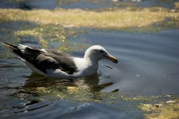 Side profile of a seagull in water
