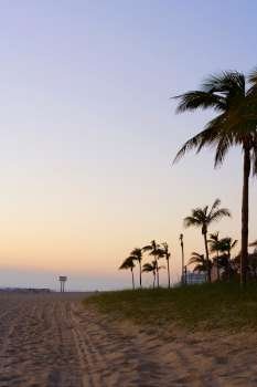Palm trees on the beach, Miami, Florida, USA