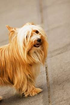 Side profile of a dog, Piazza Flavio Gioia, Costiera Amalfitana, Amalfi, Salerno, Campania, Italy