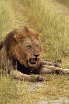 Lion (Panthera leo) sitting in a path and yawning, Okavango Delta, Botswana