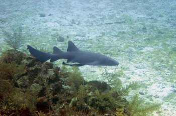 Nurse Shark (Ginglymostoma cirratum) swimming underwater, Cayman Islands