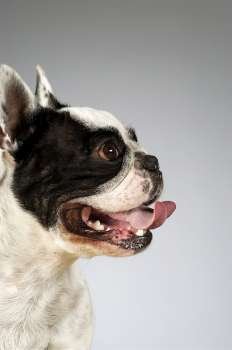 Side profile of a Boston Terrier