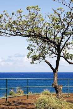 Tree on the beach, Hookipa Beach, Maui, Hawaii Islands, USA