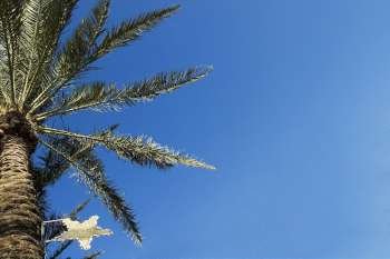 Low angle view of a star shape on a palm tree