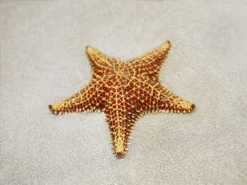 Close-up of a Cushion Starfish (Oreaster reticulatus) in sand, Providencia, Providencia y Santa Catalina, San Andres y Providencia Department, Colombia